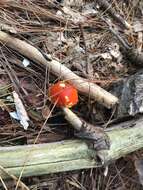 Image of Amanita erythrocephala Neville, Poumarat & Aste 2000