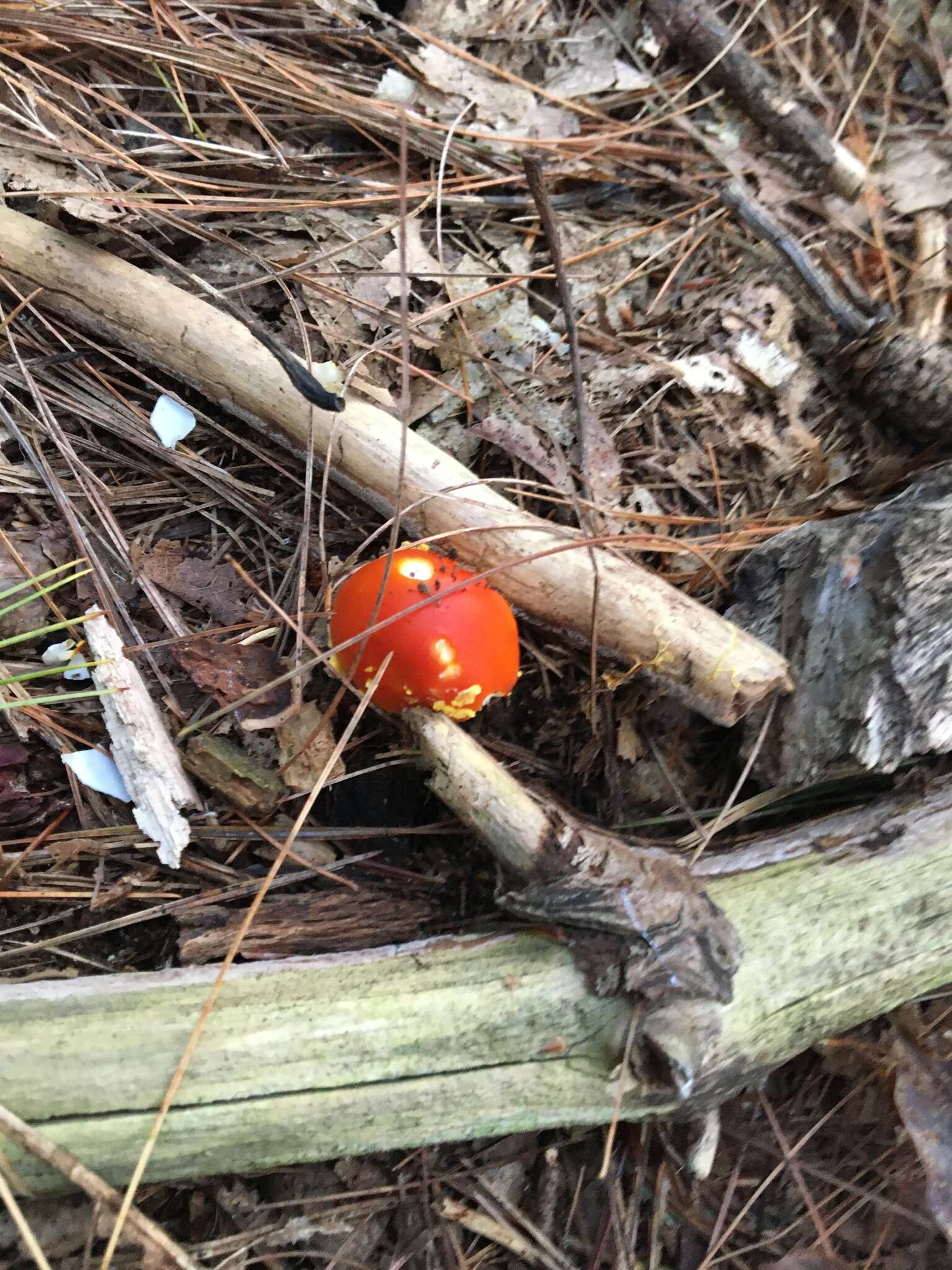 Image of Amanita erythrocephala Neville, Poumarat & Aste 2000