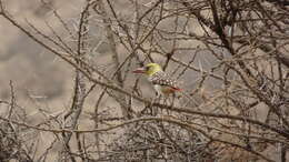 Image of Yellow-breasted Barbet