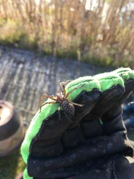 Image of Giant House Spider