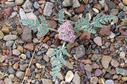 Image of bulbous springparsley