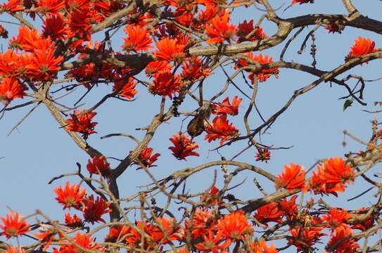 Image of Whyte's Barbet