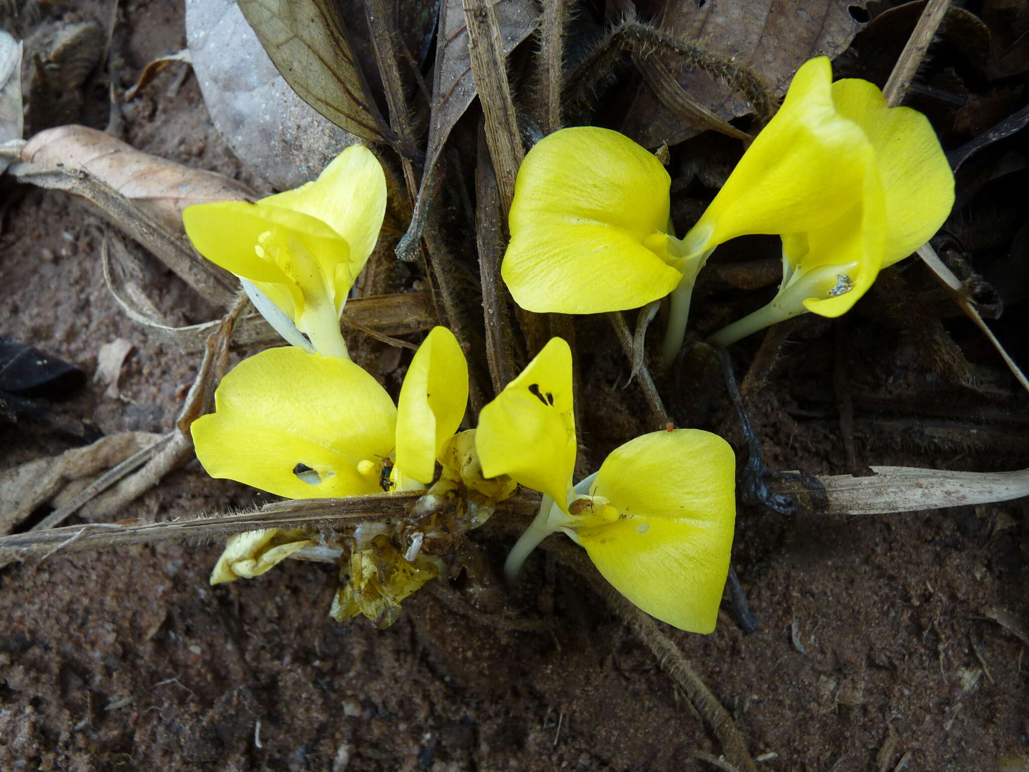 Plancia ëd Goeppertia sciuroides (Petersen) Borchs. & S. Suárez