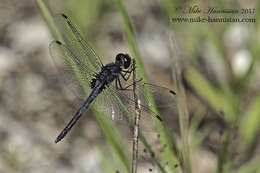 Слика од Celithemis verna Pritchard 1935