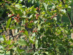 Image of Alder Buckthorn