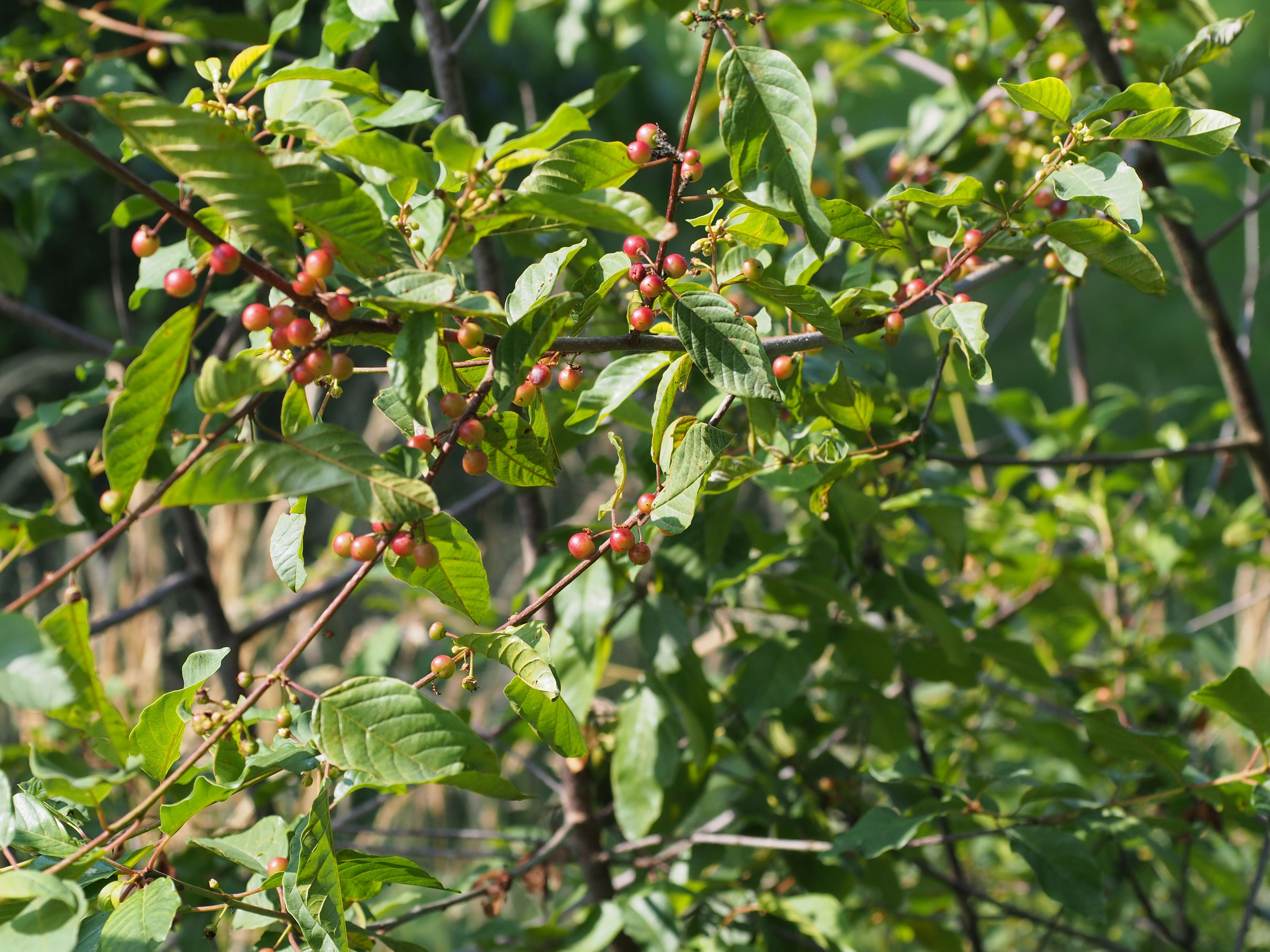 Image of Alder Buckthorn