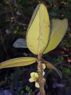 Image of Garcinia pervillei (Planch. & Triana) Vesque