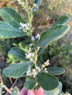 Image of Ozoroa sphaerocarpa R. & A. Fernandes