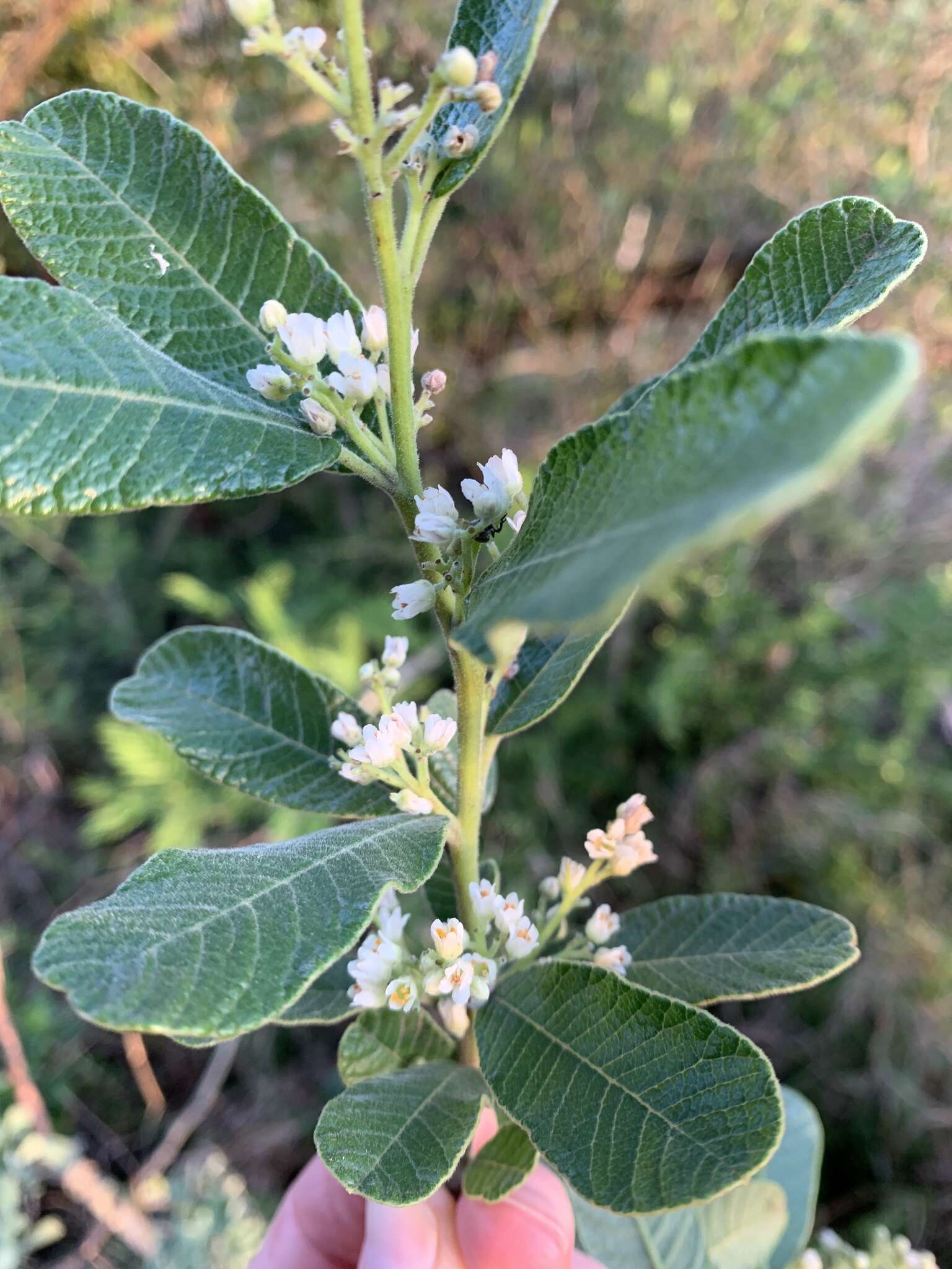 Image of Ozoroa sphaerocarpa R. & A. Fernandes