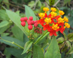 Image de Asclepias curassavica L.