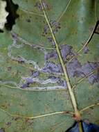 Image of Common Aspen Leaf Miner