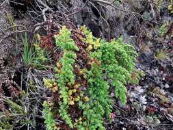 Слика од Hypericum goyanesii Cuatrec.