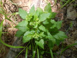 Imagem de Sanicula canadensis L.