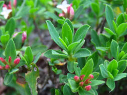 Image of Daphne oleoides subsp. oleoides