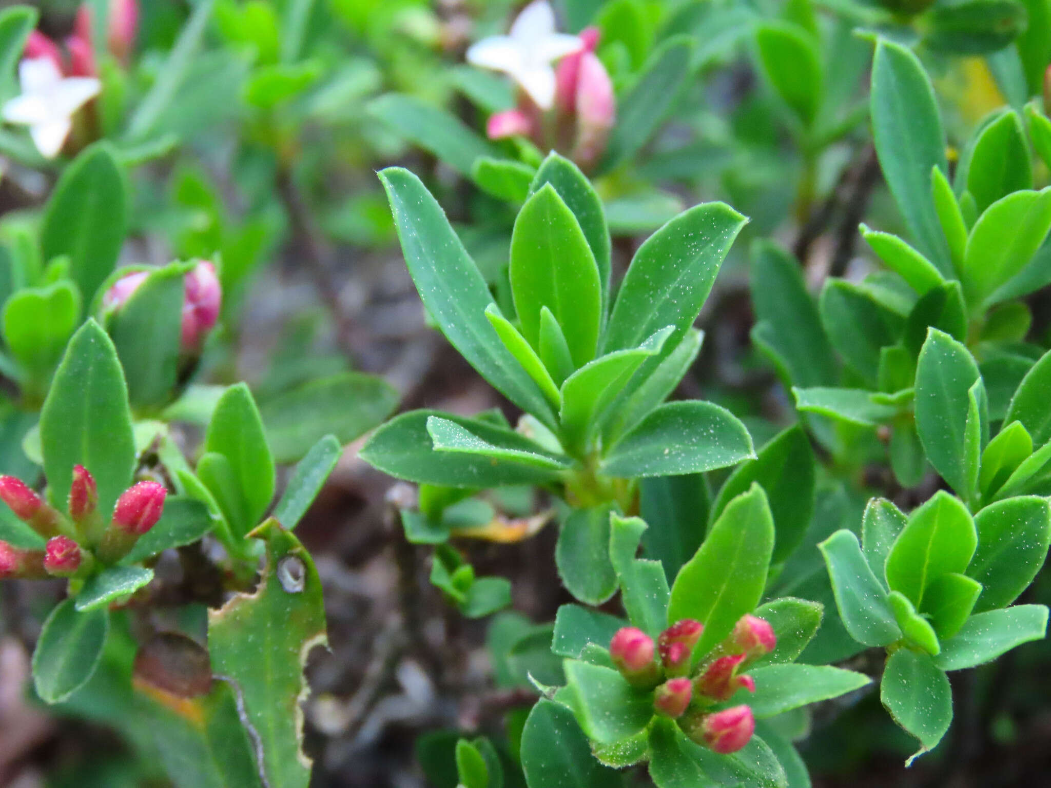 Daphne oleoides subsp. oleoides resmi