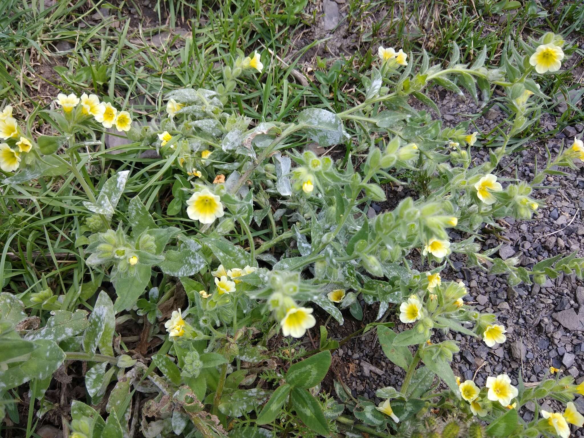 Image of Nonea alpestris (Stev.) G. Don fil.