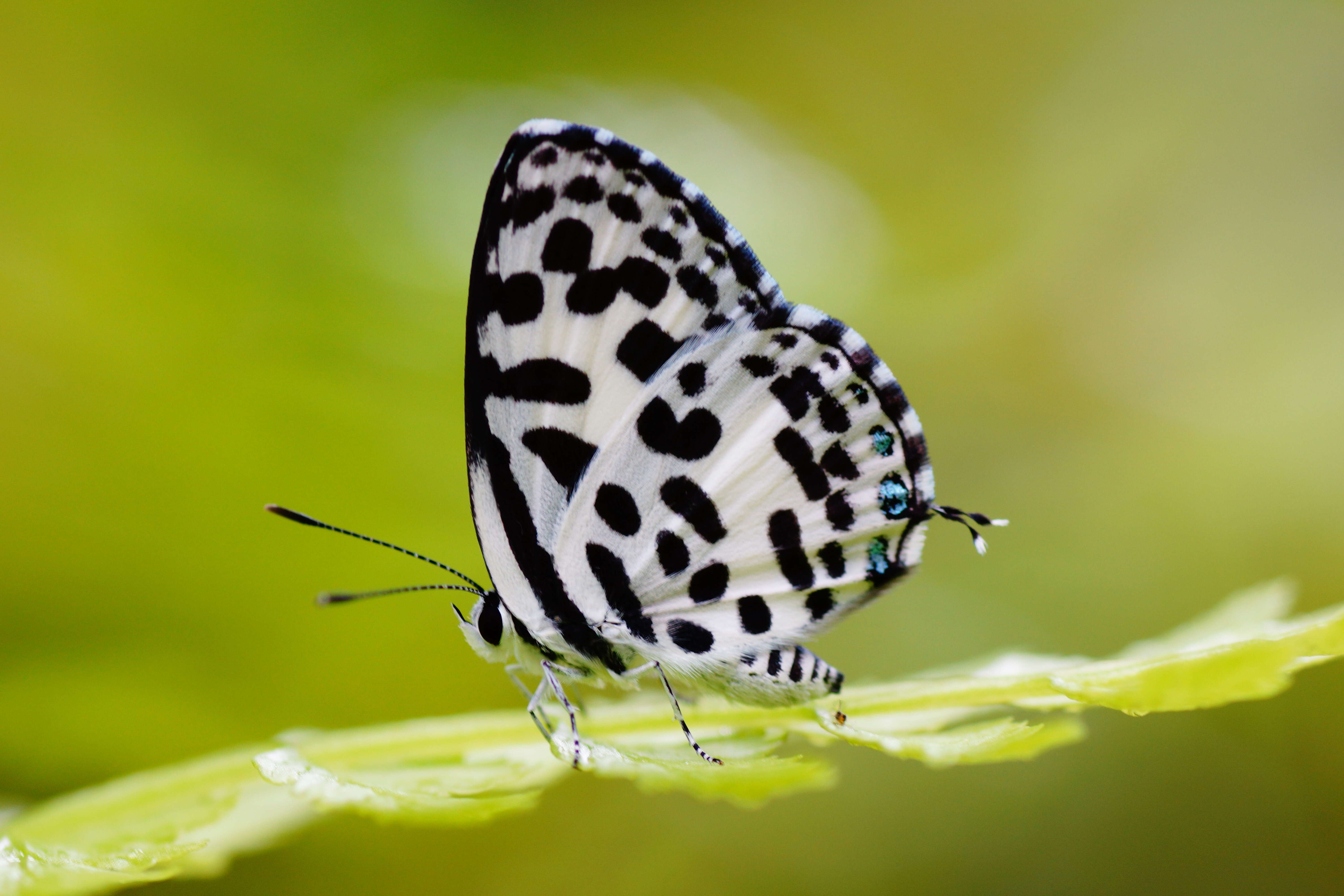 Image of Common Pierrot