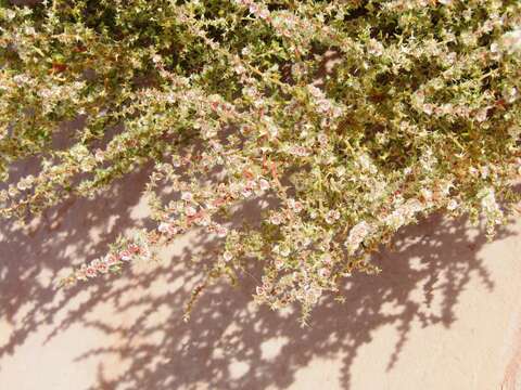 Image of barbwire Russian thistle