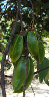 Plancia ëd Averrhoa carambola L.