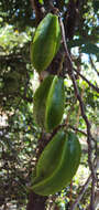 Plancia ëd Averrhoa carambola L.