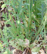 Image of Papaver laevigatum M. Bieb.