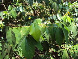 Image of carambola