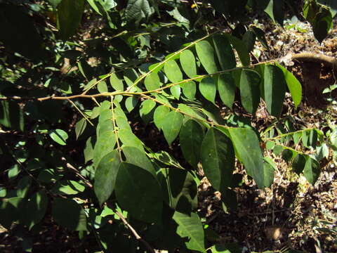 Image of carambola