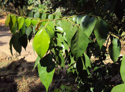 Plancia ëd Averrhoa carambola L.