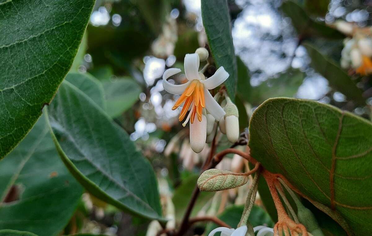 Image of Styrax ferrugineus Nees & Mart.