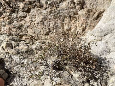 Слика од Euphorbia chaetocalyx (Boiss.) Tidestr.