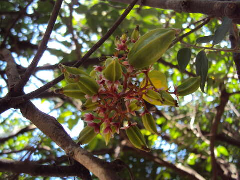 Image of carambola