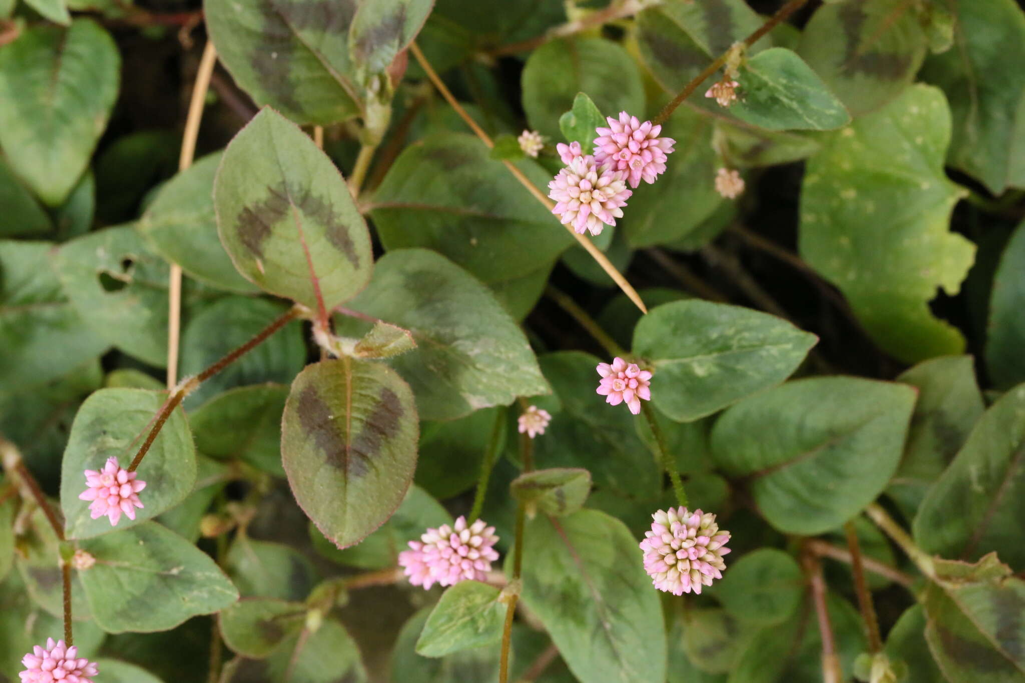 Imagem de Persicaria capitata (Buch.-Ham. ex D. Don) H. Gross