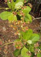 Image of cashew