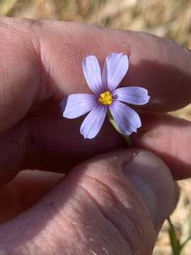 Image of Funeral Mountain blue-eyed grass