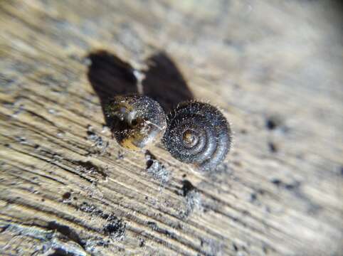 Image of German hairy snail