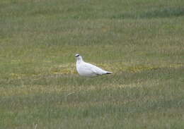 Image of Ptarmigan