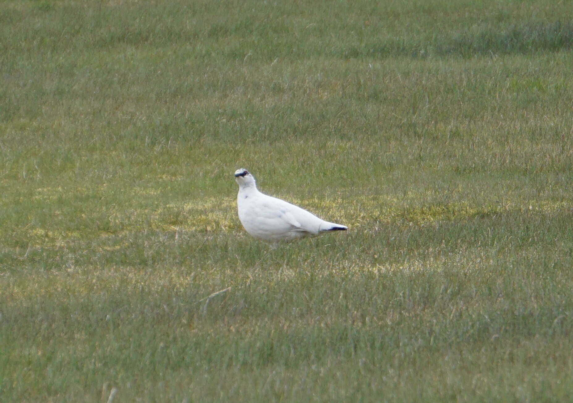 Image of Ptarmigan