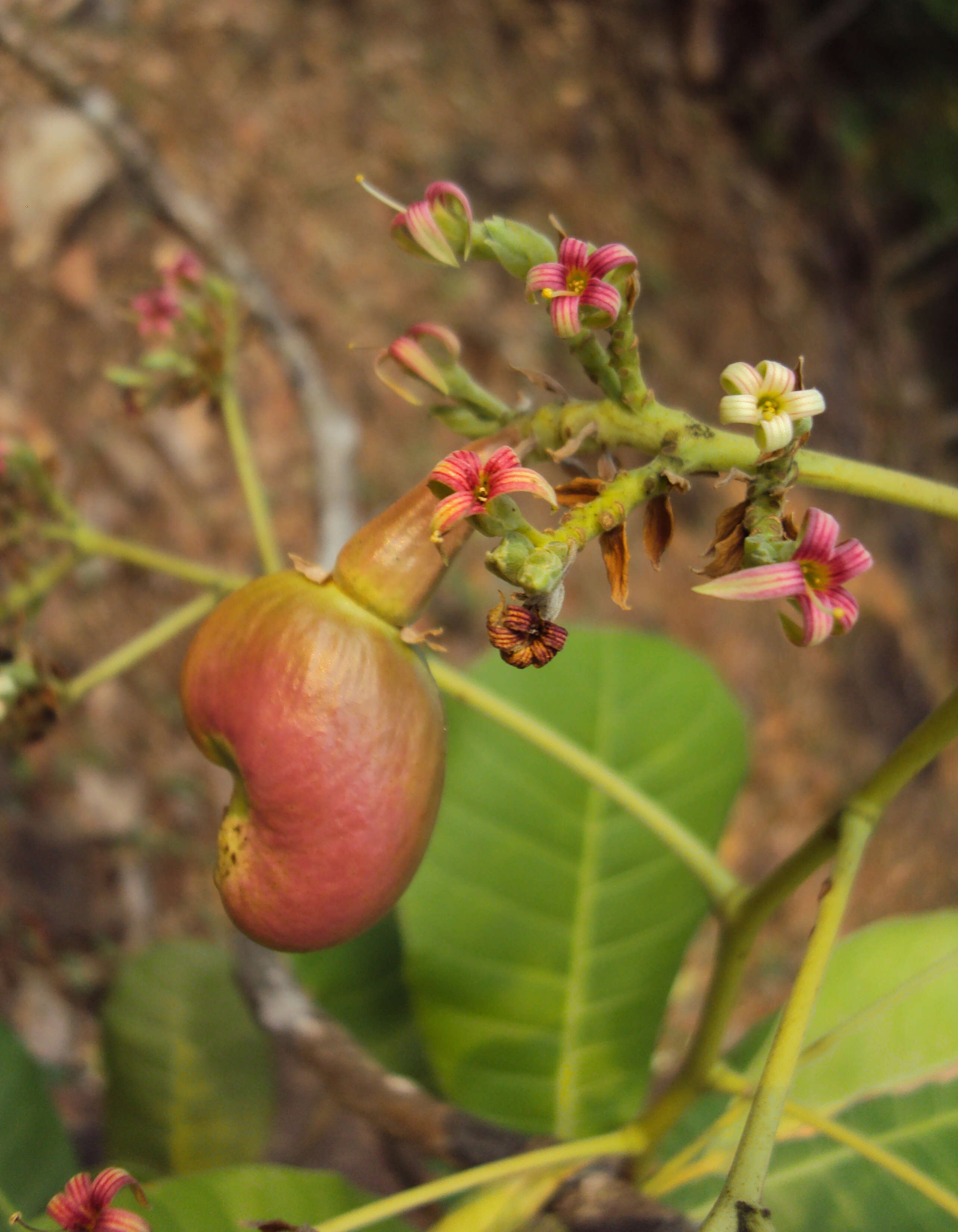 Image of cashew