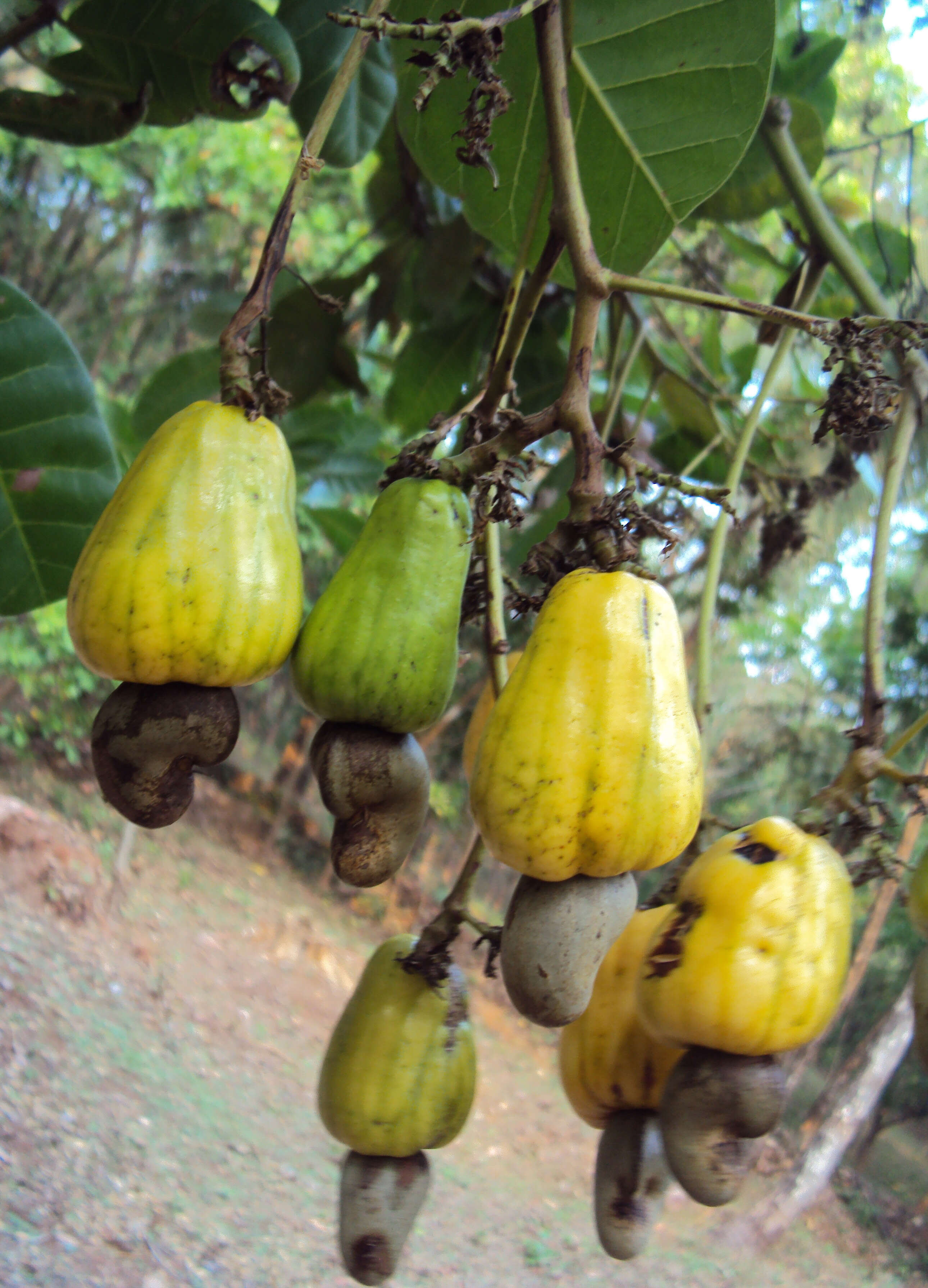 Image of cashew