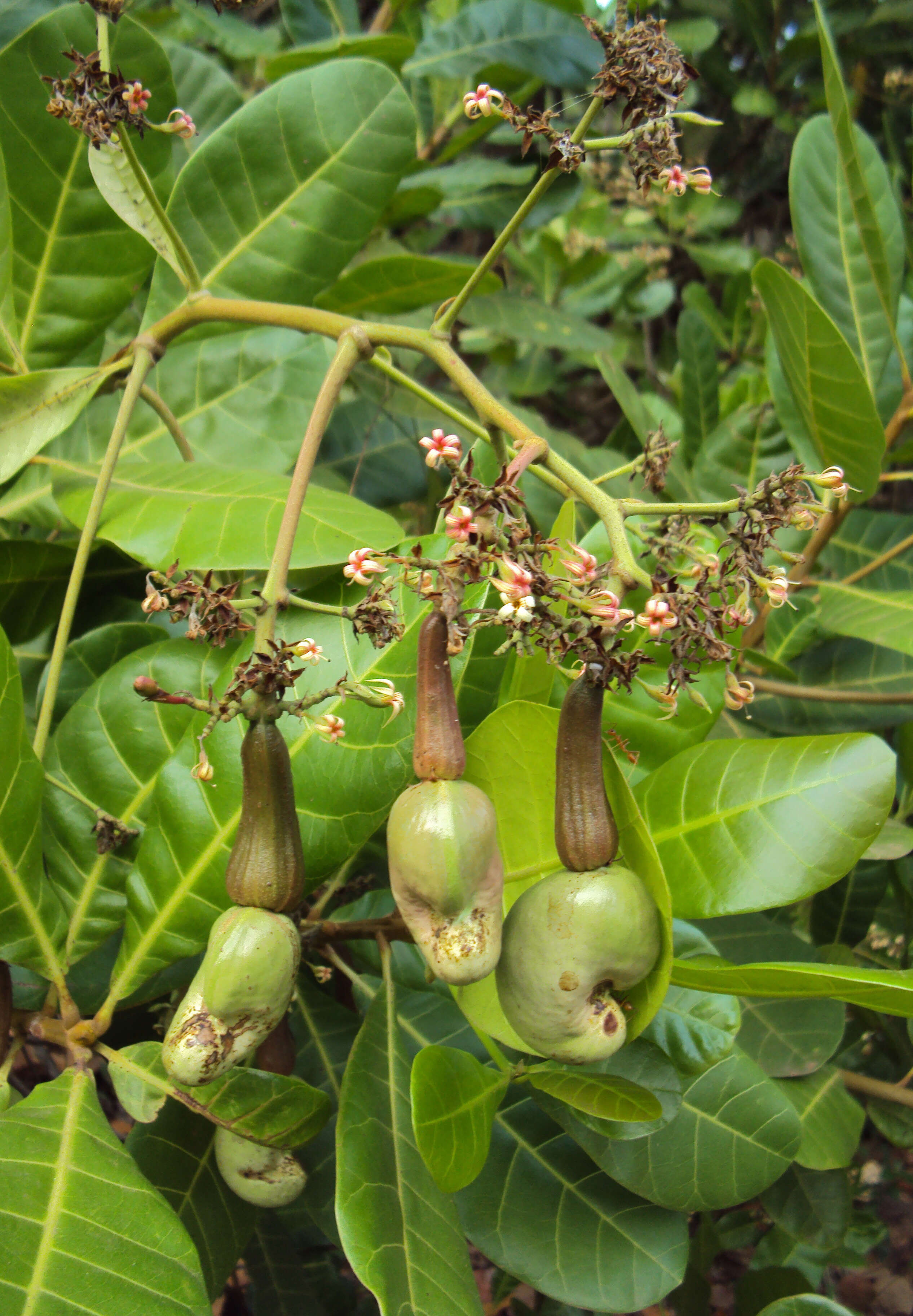 Image of cashew