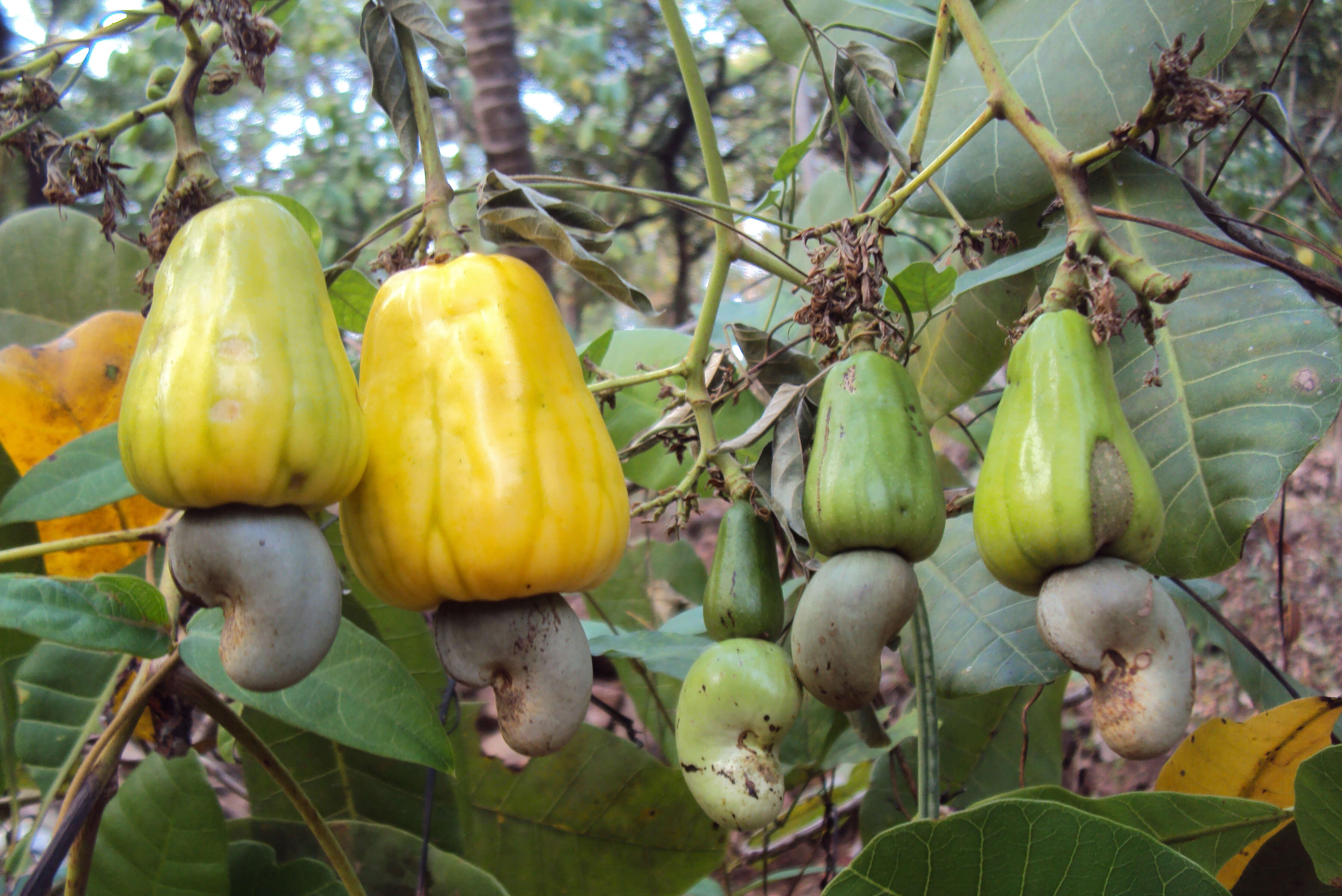 Image of cashew