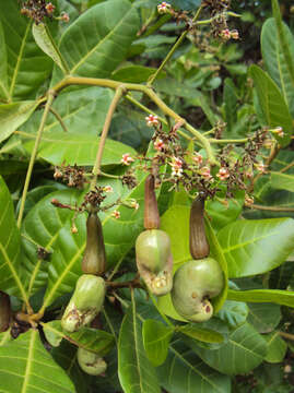 Image of cashew