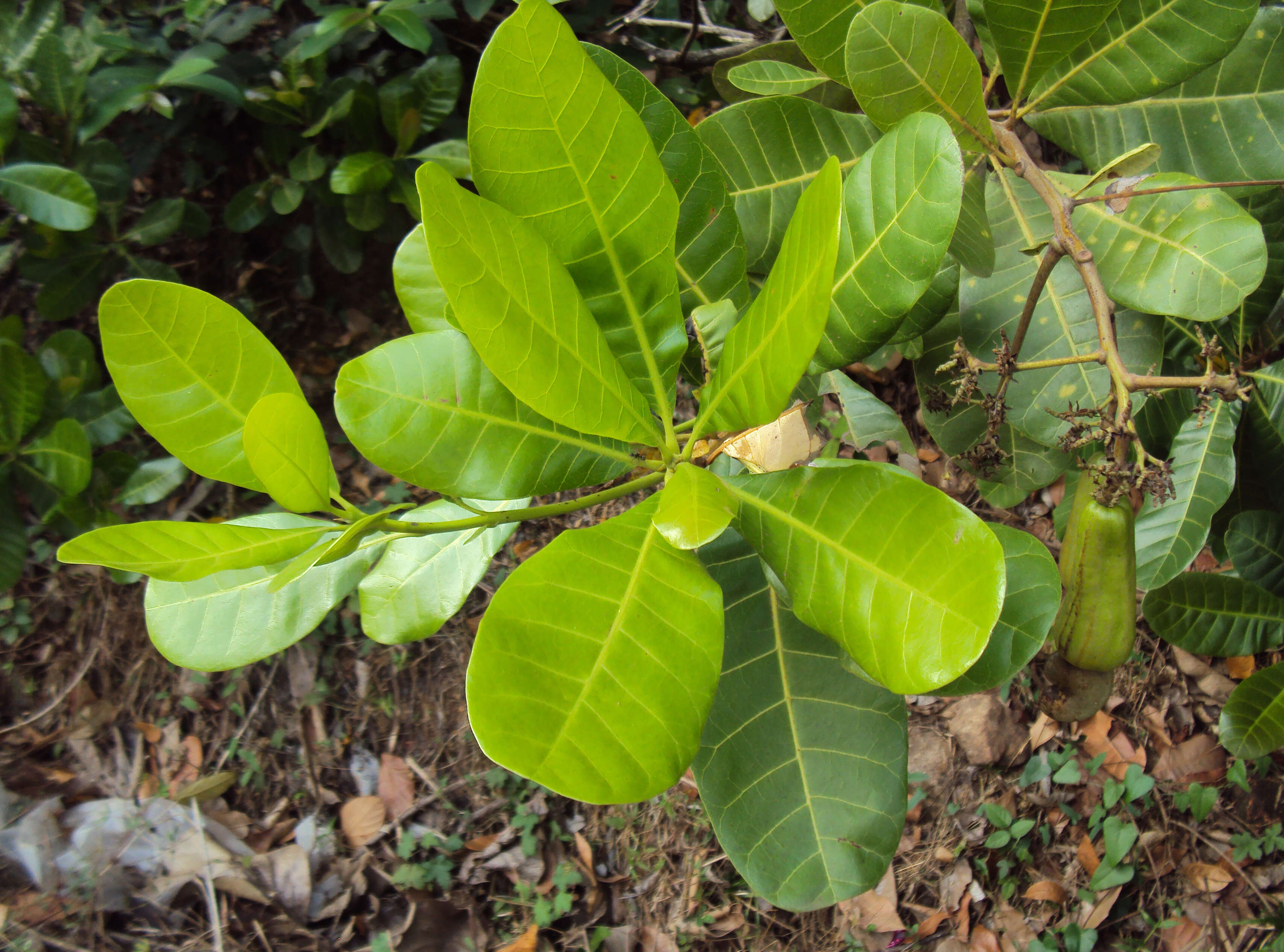 Image of cashew