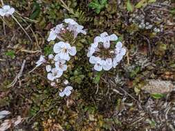 Sivun Euphrasia collina R. Br. kuva