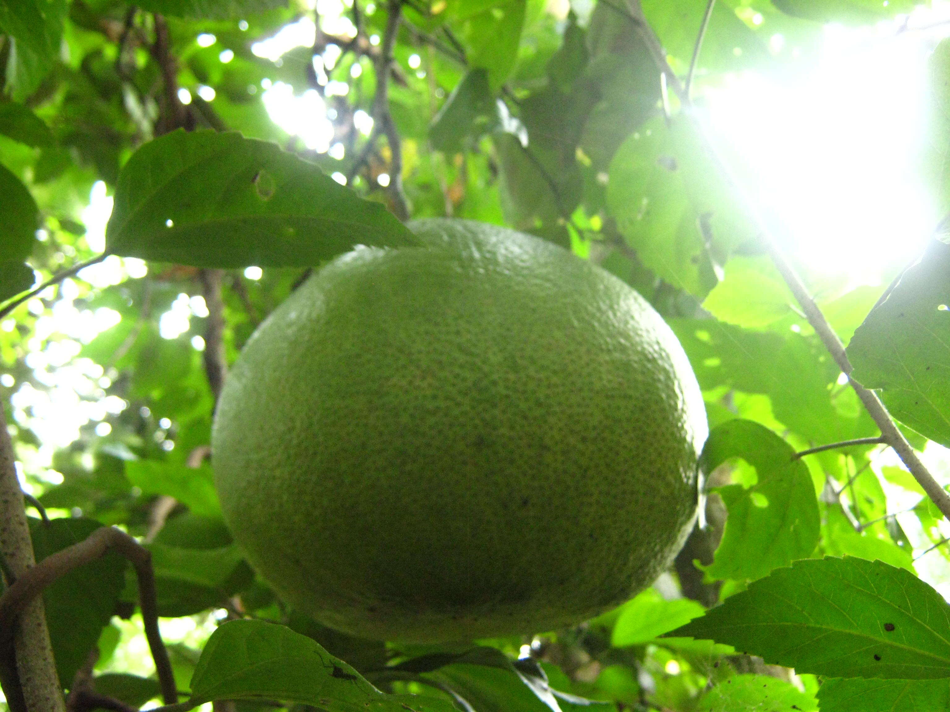 Image of Citrus maxima