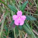 Image of Impatiens irvingii Hook. fil. ex Oliver