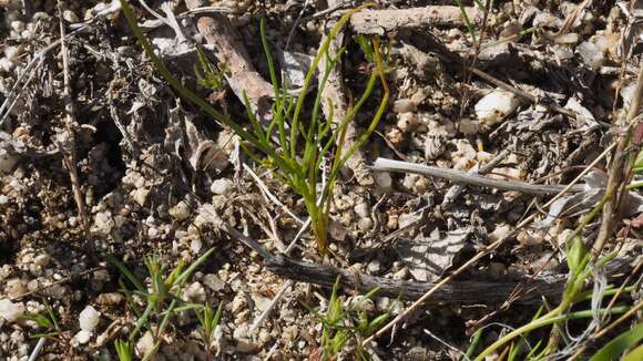 Imagem de Coreopsis californica (Nutt.) H. K. Sharsmith