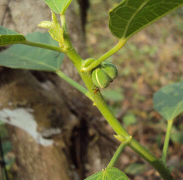 Imagem de Baliospermum solanifolium (Burm.) Suresh