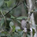 Image of Fiji Shrikebill