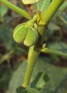 Imagem de Baliospermum solanifolium (Burm.) Suresh